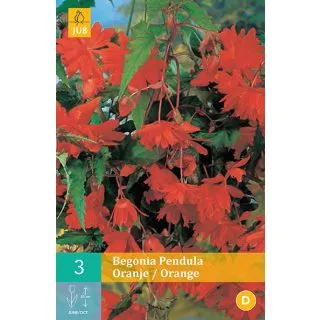 Compra BEGONIA PENDULA ORANGE en la tienda online Fito Agrícola