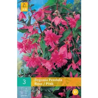 Compra BEGONIA PENDULA PINK en la tienda online Fito Agrícola