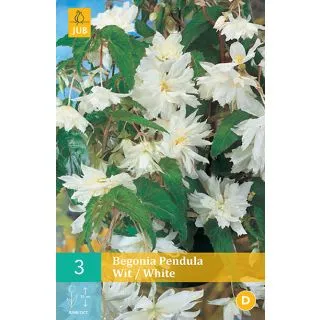 Compra BEGONIA PENDULA WHITE en la tienda online Fito Agrícola