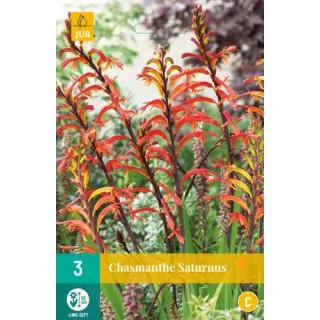 Compra CHASMANTHE SATURNUS en la tienda online Fito Agrícola