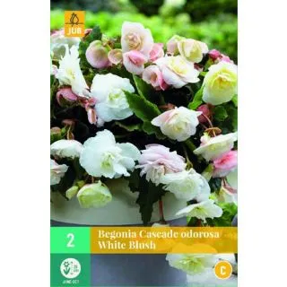 Compra BEGONIA CASCADE ODOROSA WHITE BLUSH en la tienda online Fito Agrícola