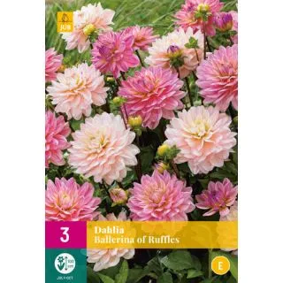 Compra DALIA BALLERINA OF RUFFLES XXL en la tienda online Fito Agrícola