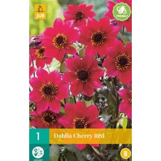 Compra DALIA CHERRY RED en la tienda online Fito Agrícola
