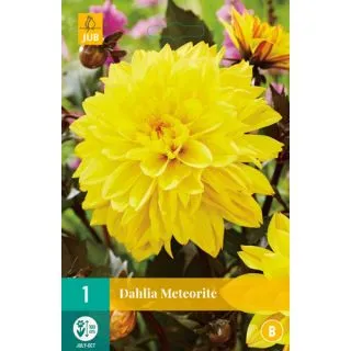 Compra DALIA METEORITE en la tienda online Fito Agrícola