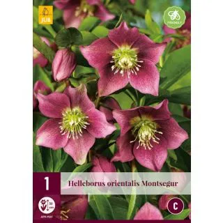Compra HELLEBORUS ORIENTALIS MONTSEGUR en la tienda online Fito Agrícola