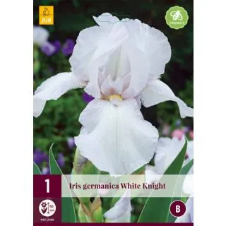 Compra IRIS GERMANICA WHITE KNIGHT en la tienda online Fito Agrícola