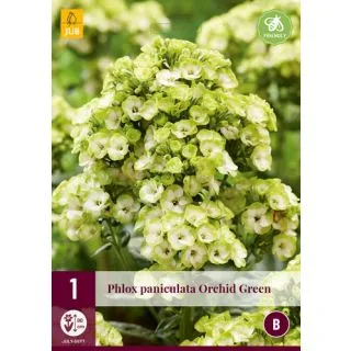 Compra PHLOX PANICULATA ORCHID GREEN en la tienda online Fito Agrícola