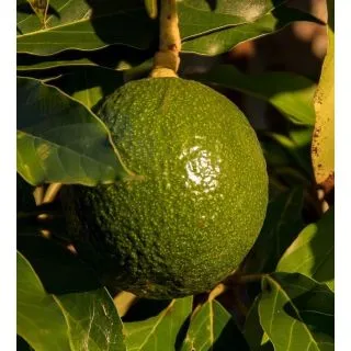 Compra AGUACATE REED en la tienda online Fito Agrícola