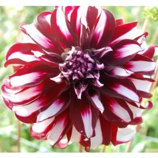 Compra DALIA TARTAN (10 Unid.). en la tienda online Fito Agrícola