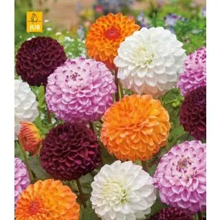 Compra DALIA POMPON MIX (10 Unid.). en la tienda online Fito Agrícola