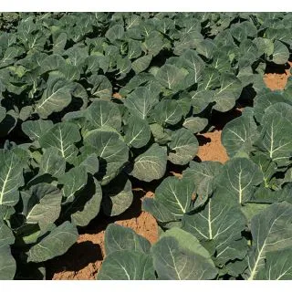 Compra ROMANESCO PINETO F1 Peliculado (2.500 Semillas) en la tienda online Fito Agrícola