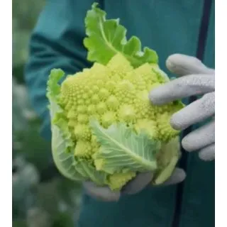 Compra ROMANESCO ROSKOF F1 Peliculado (2.500 Semillas) en la tienda online Fito Agrícola
