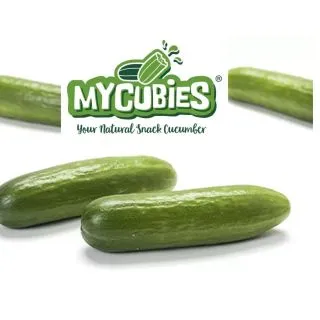 Compra PEPINO SNACK MYCUBIES (Injertado) M11 en la tienda online Fito Agrícola
