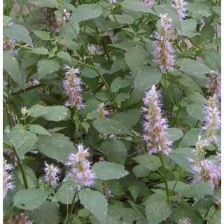 Compra MENTA COREANA ECOLÓGICA ME11 en la tienda online Fito Agrícola