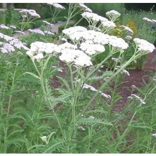 Compra AQUILEA ECOLÓGICA ME11 en la tienda online Fito Agrícola