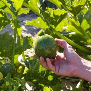 Compra CALABACÍN JUPITER F1 BIO (1.000 Semillas) en la tienda online Fito Agrícola