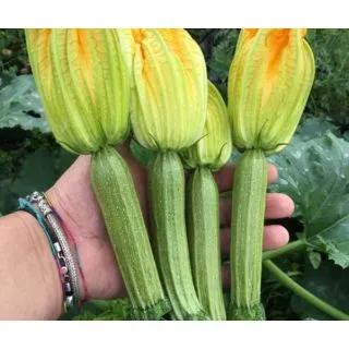 Compra CALABACÍN STRIKE F1 (1.000 Semillas) en la tienda online Fito Agrícola