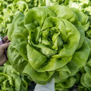 Compra LECHUGA CAROUSEL Pildorada (5.000 Semillas) en la tienda online Fito Agrícola