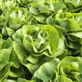 Compra LECHUGA ETINCEL Pildorada (5.000 Semillas) en la tienda online Fito Agrícola