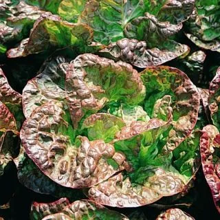 Compra LECHUGA MERVEILLE 4 saisons MALORIE Pildorada (5.000 Semillas) en la tienda online Fito Agrícola