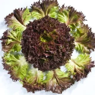 Compra LECHUGA RUBYGO 1 Pildorada (5.000 Semillas) en la tienda online Fito Agrícola