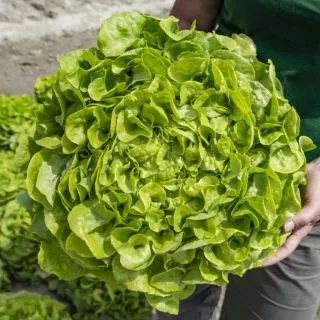 Compra LECHUGA LOVANICE Pildorada (5.000 Semillas) en la tienda online Fito Agrícola