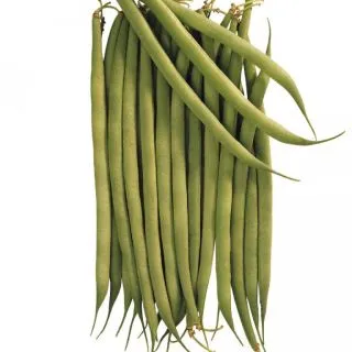 Compra JUDÍA CUPIDÓN BIO (1 Kgr.). en la tienda online Fito Agrícola