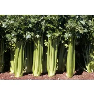 Compra APIO PLEIN BLANC LEPAGE Sel. Oregon SPL Pildorado (25.000 Sem.) en la tienda online Fito Agrícola