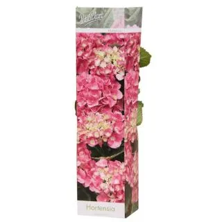 Compra HORTENSIA ROSA (1 Unid.). en la tienda online Fito Agrícola