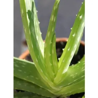 Compra ALOE VERA (1 Unid.). en la tienda online Fito Agrícola