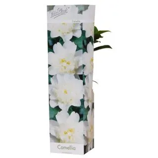 Compra CAMELIA BLANCA BRUSHFIELD YELLOW (1 Unid.). en la tienda online Fito Agrícola