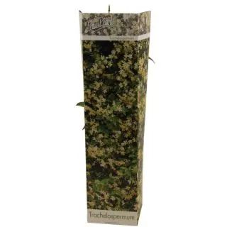 Compra JAZMÍN STAR OF TOSCANY YELLOW (1 Unid.) en la tienda online Fito Agrícola