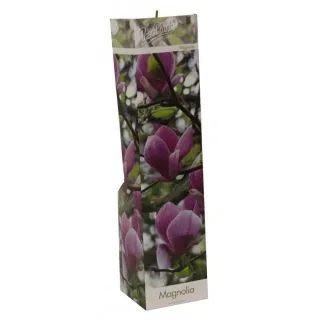 Compra MAGNOLIA SUSAN (1 Unid.). en la tienda online Fito Agrícola