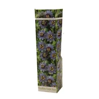 Compra PASSIFLORA PURPLE HAZE (1 Unid.). en la tienda online Fito Agrícola
