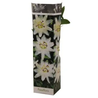 Compra PASSIFLORA AVALANCHE (1 Unid.). en la tienda online Fito Agrícola