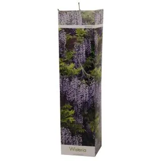 Compra WISTERIA (1 Unid.) en la tienda online Fito Agrícola