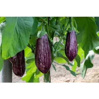 Compra BERENJENA NAZARET F-1 (1.000 Semillas) en la tienda online Fito Agrícola