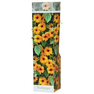 Compra THUNBERGIA NARANJA (1 Unid.). en la tienda online Fito Agrícola