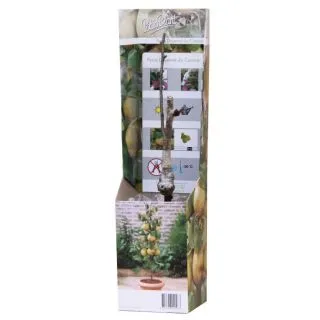 Compra PERAL DOYENNÉ DU COMICE ENANO (1 Unid.). en la tienda online Fito Agrícola