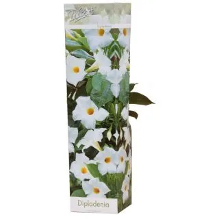 Compra DIPLADENIA RIO WHITE (1 Unid.). en la tienda online Fito Agrícola