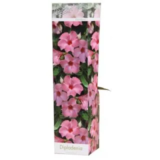 Compra DIPLADENIA HIBRIDA RIO PINK (1 Unid.). en la tienda online Fito Agrícola