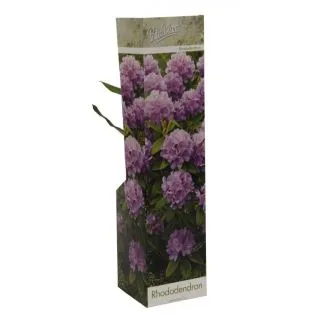 Compra RHODODENDRON CATAWBIENSE PURPLE (1 Unid.). en la tienda online Fito Agrícola