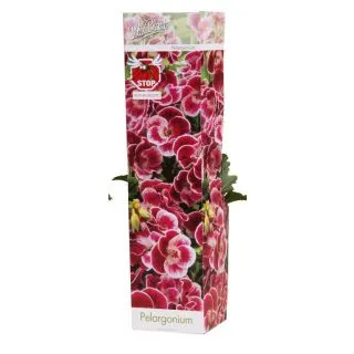 Compra PELARGONIUM BICOLOR ORANGE FIZZ (1 Unid.). en la tienda online Fito Agrícola