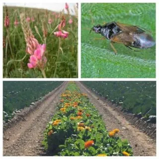 Compra BANDA FLORAL VID (1 Kgr.) en la tienda online Fito Agrícola