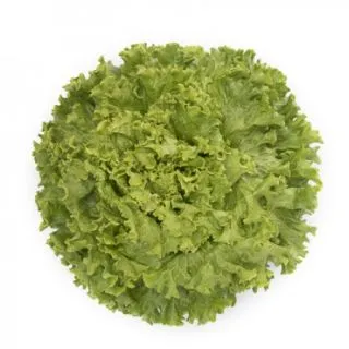 Compra LECHUGA CHAMPOLLION RZ Pildorada (5.000 Semillas). en la tienda online Fito Agrícola