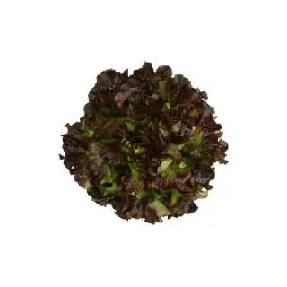 Compra LECHUGA CONTRAI RZ Pildorada (5.000 Semillas). en la tienda online Fito Agrícola