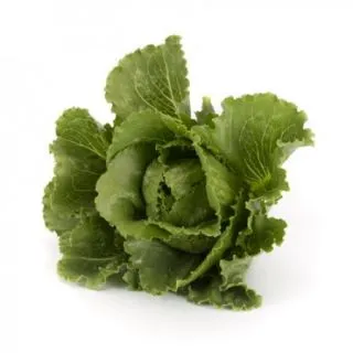 Compra LECHUGA CORONITA RZ Pildorada (5.000 Semillas). en la tienda online Fito Agrícola