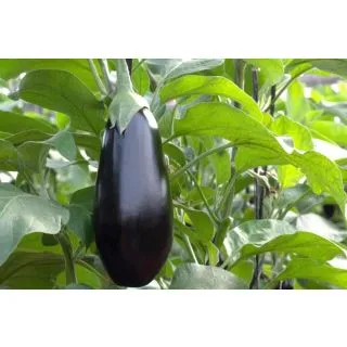 Compra BERENJENA VANESA F1 (1000 Semillas). en la tienda online Fito Agrícola