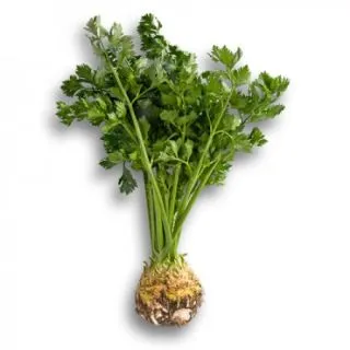 Compra APIO RÁBANO CISKO RZ Pildorado (10.000 Semillas) en la tienda online Fito Agrícola