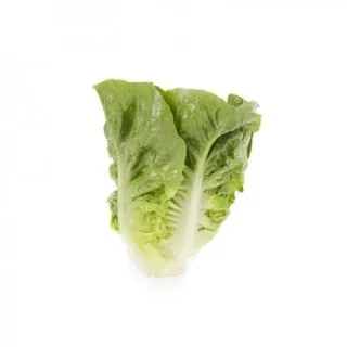 Compra LECHUGA RIANXO RZ Pildorada (5.000 Semillas) en la tienda online Fito Agrícola